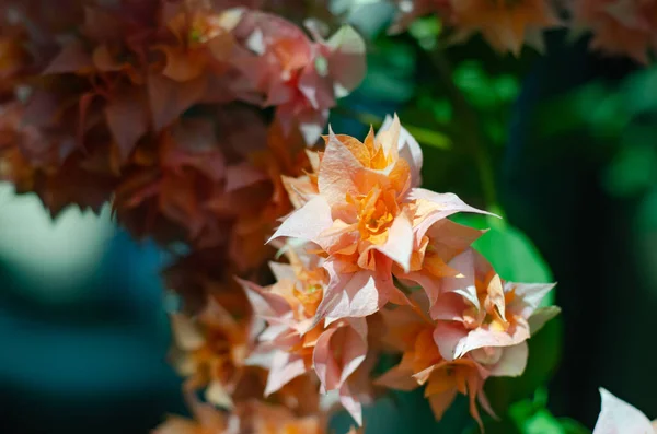 Μπουκαμβίλια Λουλούδια Ανθίζουν Στην Πίσω Αυλή — Φωτογραφία Αρχείου