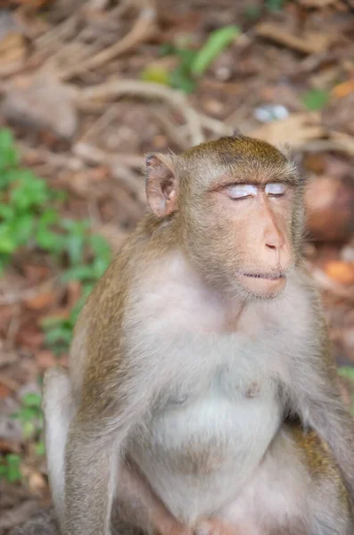Seekor Monyet Yang Hidup Alam — Stok Foto