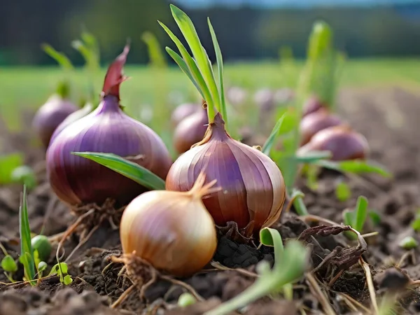 Onion plants on field close up