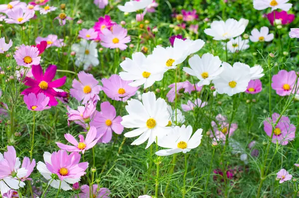 Beauty Flowers Garden — Stock Photo, Image