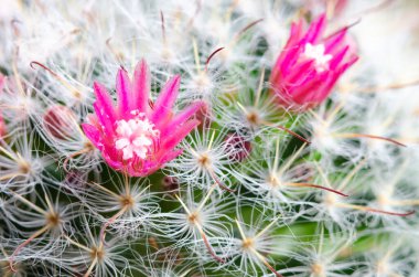 Vivid pink cactus flower blooming amongst thorny cacti clipart