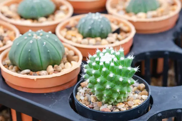 stock image Cactus blooms with beautiful bright purple flowers crown-like. 