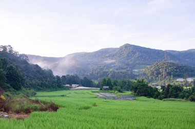 Beautiful landscape nature green Terraced Rice Field of Rainy Season and hut on Mountain in nature clipart