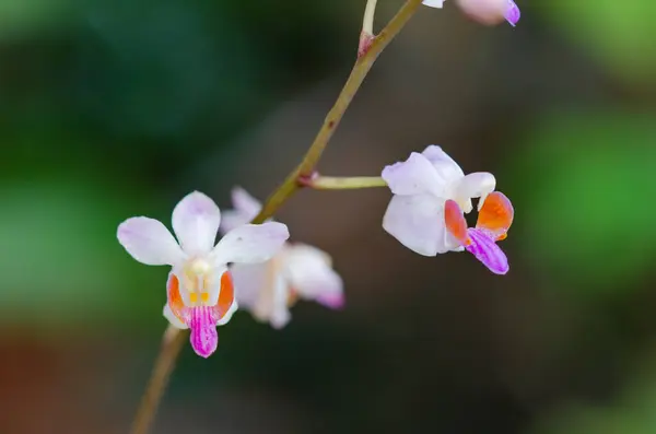 stock image Wild orchids have beautiful colors and are kept high above the ground so they are safe from destruction.