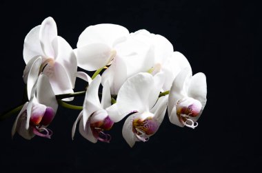 Güzel Phalaenopsis orkidesi bir stüdyoda çekilmiş siyah bir arkaplan üzerinde.