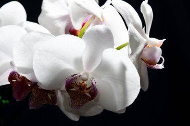 Güzel Phalaenopsis orkidesi bir stüdyoda çekilmiş siyah bir arkaplan üzerinde.