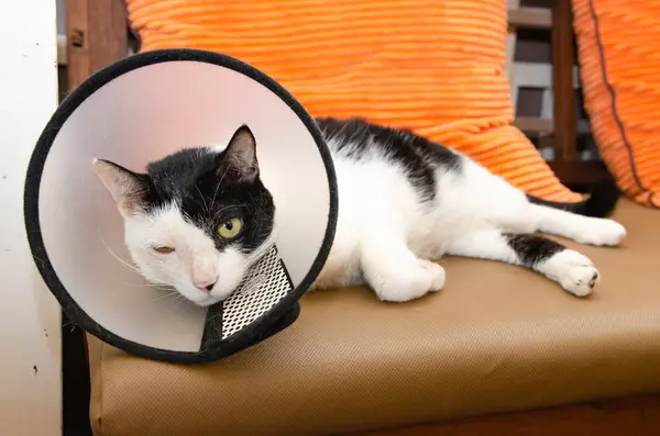 Stock image Domestic cat in plastic protective collar, recovering after injury, healthcare concept, domestic animals treatment