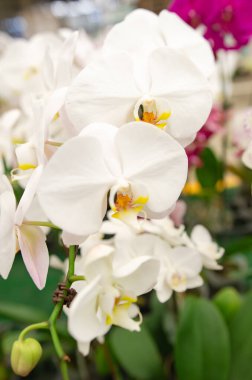 orchid flower. beautiful flower. flower in the garden.  closeup Phalaenopsis Orchids. clipart