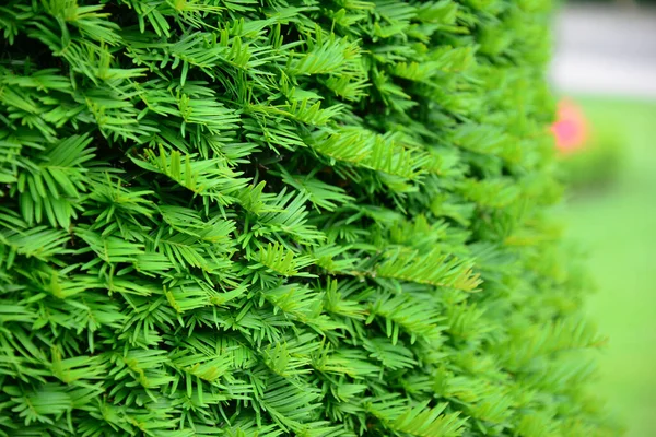 Close Taxus Baccata European Yew Hedge Textured Background Yew Hedging — Stock Photo, Image