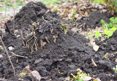 Güller sonbaharda toprakla yalıtılmış. Güllere kış koruması. Soğuk İklimlerde Kış İçin Güller Hazırlanıyor.