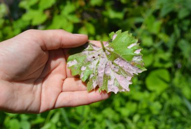Plasmopara viticola belirtileri. Sarmaşık yaprağındaki Plasmopara Viticola 'ya yaklaş. Üzüm Hastalığı. 