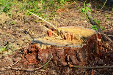 Tree stump in the  forest. Pine tree stump close up.  clipart