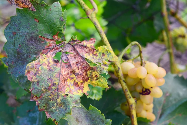 Anthracnose Grapes Fungus Disease Anthracnose Grapes Caused Fungus Elsinoe Ampelina — Stock Photo, Image