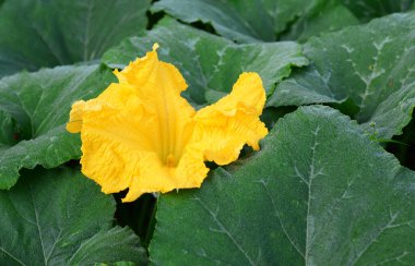 Balkabağı çiçeklerinin nasıl yendiğini. Balkabağı Çiçeği: Besinler, Yararlar ve Kullanımlar. 