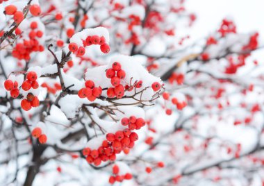 Rowan böğürtlenleri karla kaplı. Sorbus aucuparia, genellikle Red Rowan örtülü kar olarak bilinir. Rowan kar görüntüsüne yaklaş.