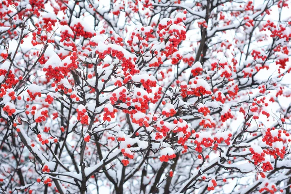 Rowan Śniegu Sorbus Aucuparia Powszechnie Nazywany Czerwonym Łabędziem Pokrywa Śnieg — Zdjęcie stockowe