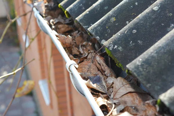Clogged rain gutter pipeline with fallen leaves.  Roof gutter cleaning concept.