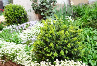 Süslenmemiş buxus 'a yakın, baharda Arap Kafkasya çiçek tarhıyla boxwood çalıları.