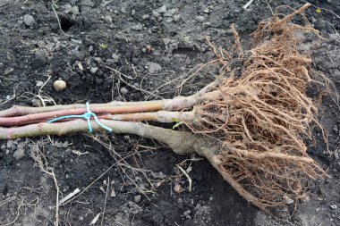 Bare-root fruit trees planting. A close-up of grafted apple trees with an open root system ready for planting. 