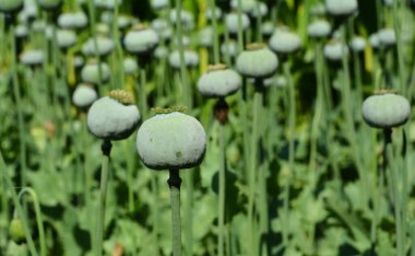 Yeşil alanda büyüyen papaver tohumları. Büyüyen papaver gelinciği.
