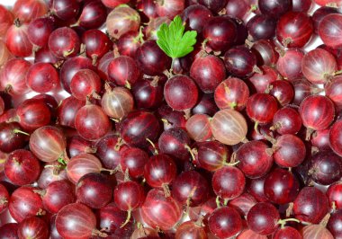 Kırmızı bektaşi üzümü dokulu arka plan. Hinnomaki en iyi aromalı ve en tatlı kırmızı bektaşi üzümü. Kırmızı bektaşi üzümü süper yiyecekler kavramından yararlanır.