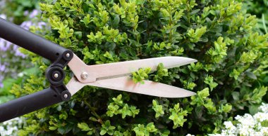 Baharda çalı çırpı toprağı. Boxwood budama, büyük bir kutunun nasıl kesileceği.. 