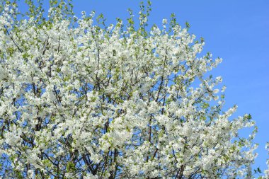 Kiraz ağacı dallarında beyaz kiraz çiçeği dokulu arka plan. Bahçede çiçek açan kiraz ağacı.