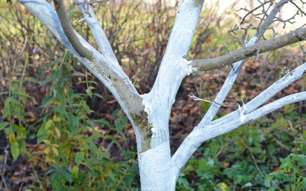 Ближе Белому Фруктовому Дереву Белый Ствол Яблони — стоковое фото