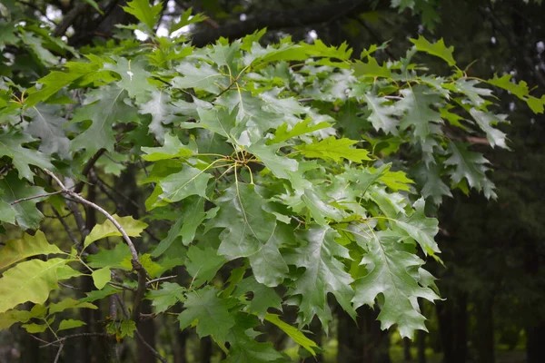 Зеленые Листья Северного Красного Дуба Летом — стоковое фото