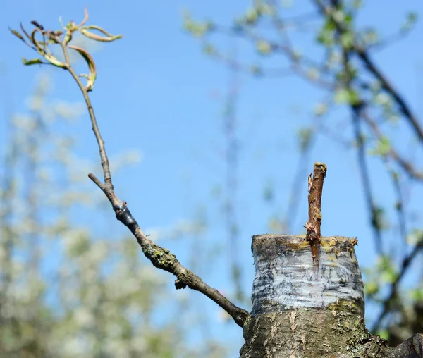 Het Enten Van Fruitperenboom Van Dichtbij Schors Enten Een Methode — Stockfoto
