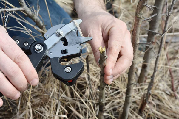 庭で果物の木を移植する 庭師はナイフを接ぎ木 プロの接ぎ木ツールでセクションを切断しています — ストック写真