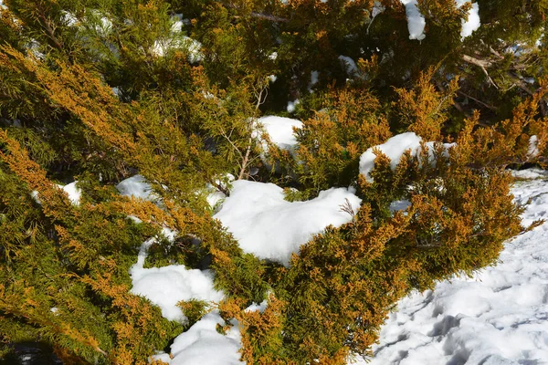 ジュニペルス バージニアの木ともに男性コーンカバー雪 — ストック写真