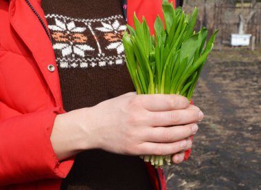 Ramson olarak da bilinen Allium ursinum, mantar, antimikrobik, antiseptik, iltihap önleyici, sitotoksik, antioksidan ve kardiyo-koruyucu etkilerle, yabani sarımsağın tıbbi bir kullanımı vardır.