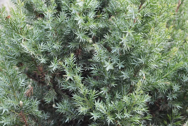 Close Juniperus Chinensis Stricta Texture Background — Stock Photo, Image