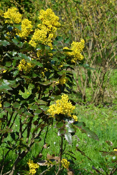 春の庭に咲くマホニア アクフィオリウム オレゴン ブドウ マホニアまたはホリー リーフ ベリー — ストック写真