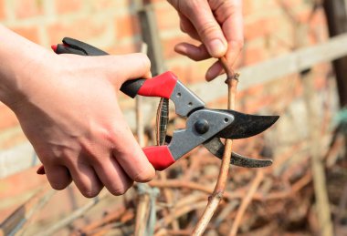  Bahçıvan hasarlı üzüm dalını buduyor. Bağ bağlarımızda sık sık kullanılan budama yöntemi olan kamış budamadır..