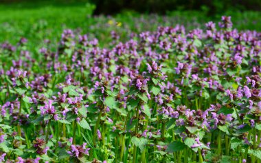 Lamium purpureum, bilinen adıyla kırmızı ölü ısırgan otu, mor ölü ısırgan otu, kırmızı tavşan, mor başmelek, veya velikdench önemli ilk arı ve kelebek nektarı bitkisi..