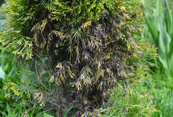 Dano Urinário Cão Gato Thuja Occidentalis Árvore Brabante Dourada Animais — Fotografia de Stock