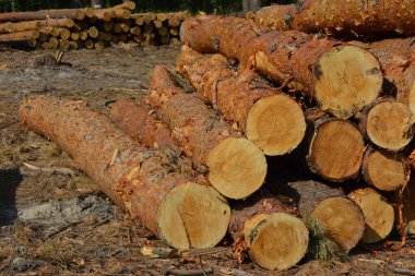 Ormanların yok edilmesi. Avrupa 'da enerji ve ekoloji krizi konsepti olarak kesilen çam ağaçları yığını.