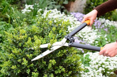 Bahçıvan budama, budama budama buğulama, çit makası ile boxwood çalıları. Boxwood 'u budamak yılda sadece iki kez yapılması gereken bir angarya..