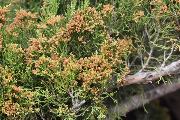 Juniperus Virginiana Żółtymi Szyszkami Eastern Red Cedar Juniperus Virginiana Męskie — Zdjęcie stockowe