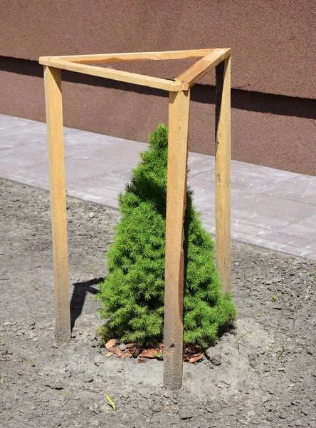 Посадка Picea Глаука Коника Возле Стены Дома Picea Glauca Conica — стоковое фото