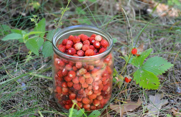 Wild Strawberries Medicinal Weed Superfood Picking Wild Strawberries Fragaria Virginiana — Stock Photo, Image