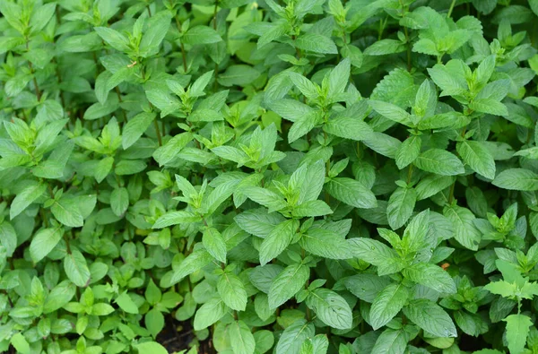 Borsmenta Mentha Piperita Növények Texturált Háttér Felülnézet Friss Zöld Borsmenta — Stock Fotó
