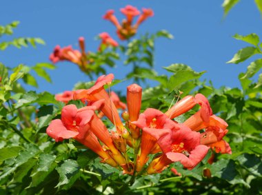 Borazan çiçeği tomurcuklanıyor. Kampüs radyanları (trompet sarmaşığı veya trompet sarmaşığı, Kuzey Amerika 'da inek kaşıntısı veya sinekkuşu sarmaşığı olarak da bilinir) bal arılarıyla.