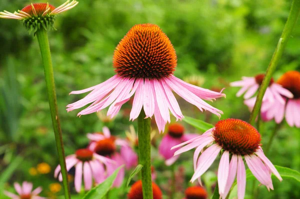 stock image Echinacea purpurea  or coneflower blooming in the bee-friendly garden. Echinacea is a wonderful plant for pollinators.