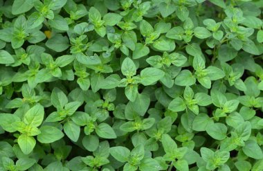 Oregano, Origanum vulgare bitkileri. Oregano bir aşçı bitkisidir..