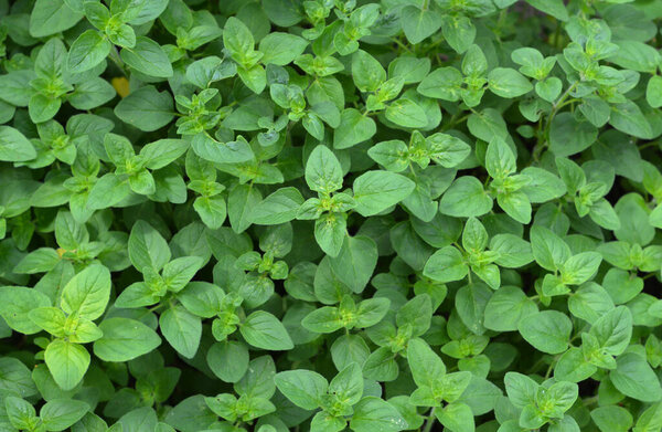 Oregano, Origanum vulgare  plants top view. Oregano is a culinary herb.