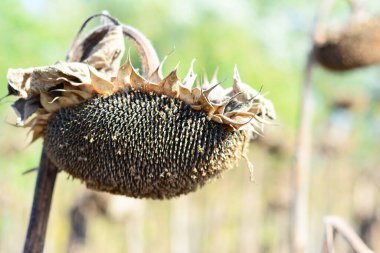 Kurutulmuş ayçiçeği başları hasat için. Ayçiçeği başları bir ayçiçeği çekirdeği yağ konsepti.