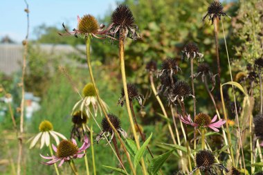 Ekinezya purpurea ya da mor koni sakızı bahçede ölmeye hazır..
